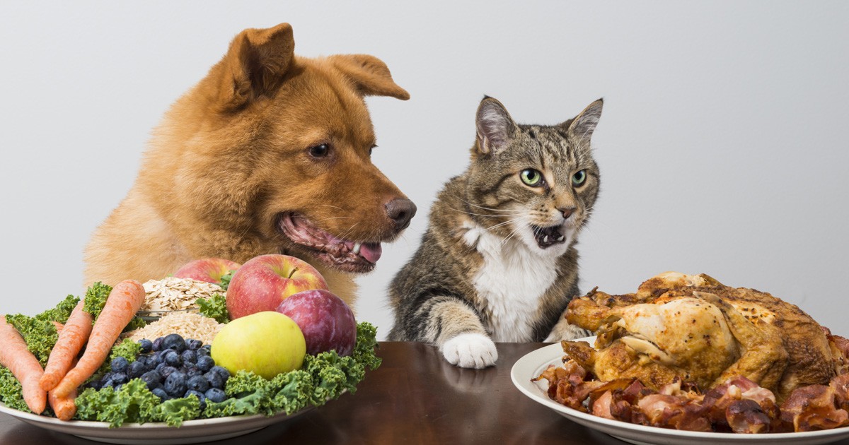 Dog and cat choosing between veggies and meat